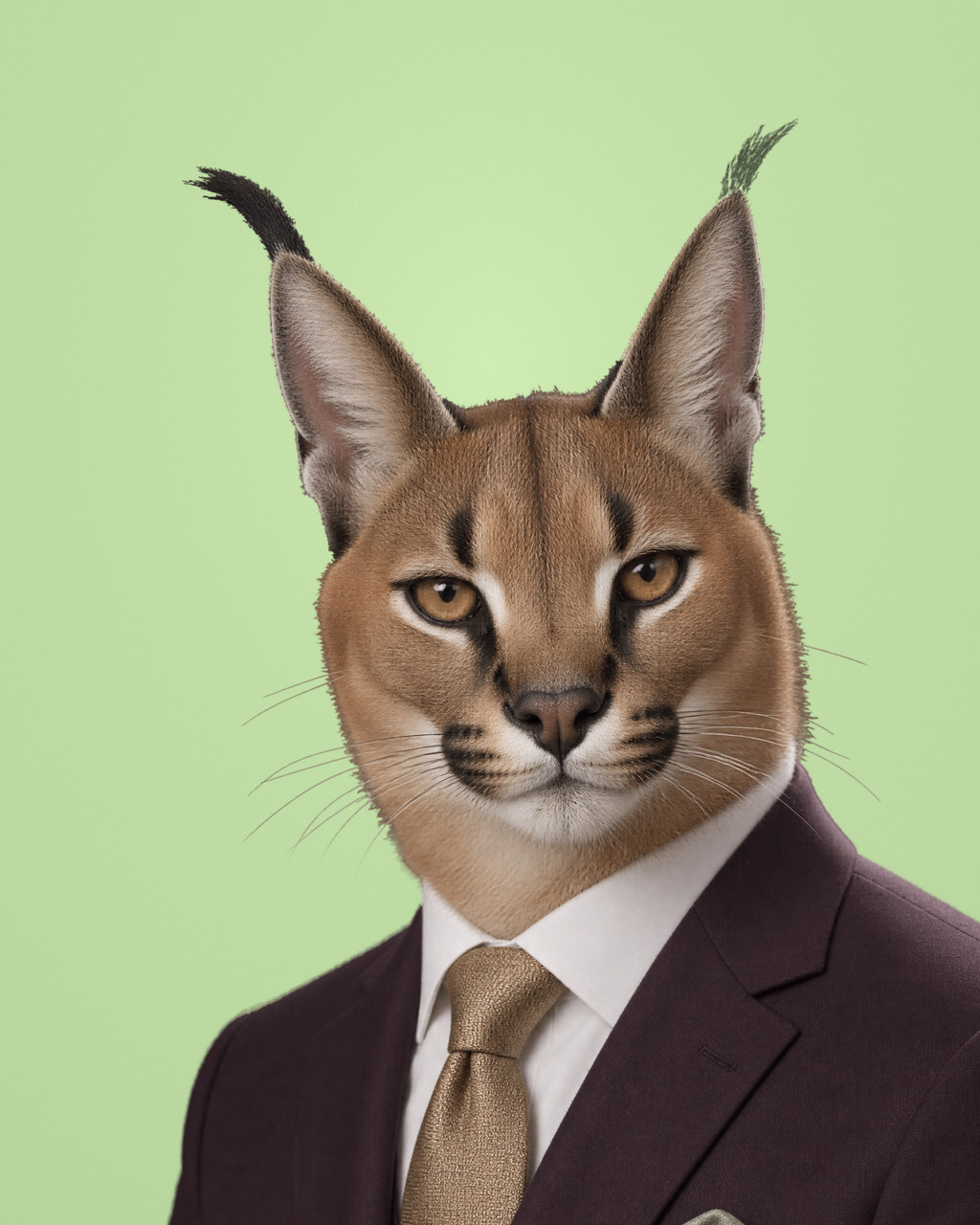Cassian: rendered portrait of a caracal with tufted black ear tips, in a deep aubergine suit with a dusty-gold tie.