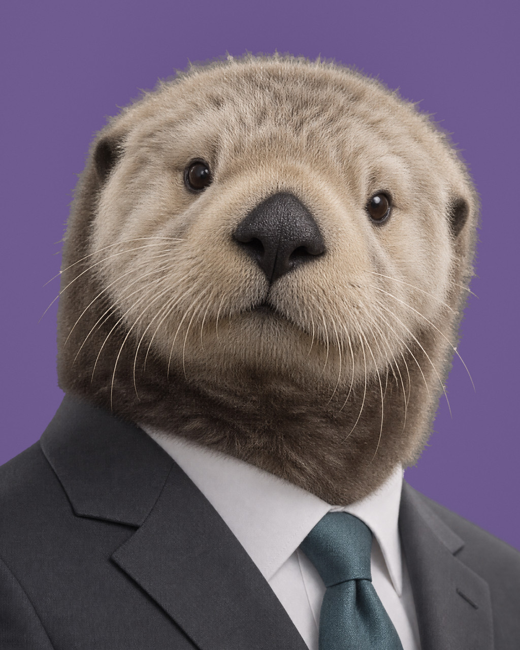 Fenwick: rendered portrait of a sea otter with a cream-buff face, in a slate-charcoal suit with a muted teal tie.